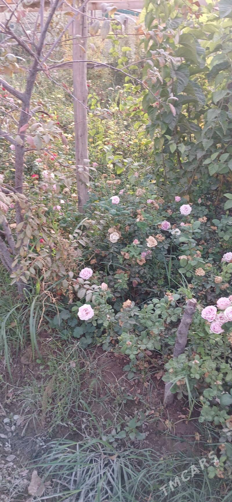 roza - Сакарчага - img 3