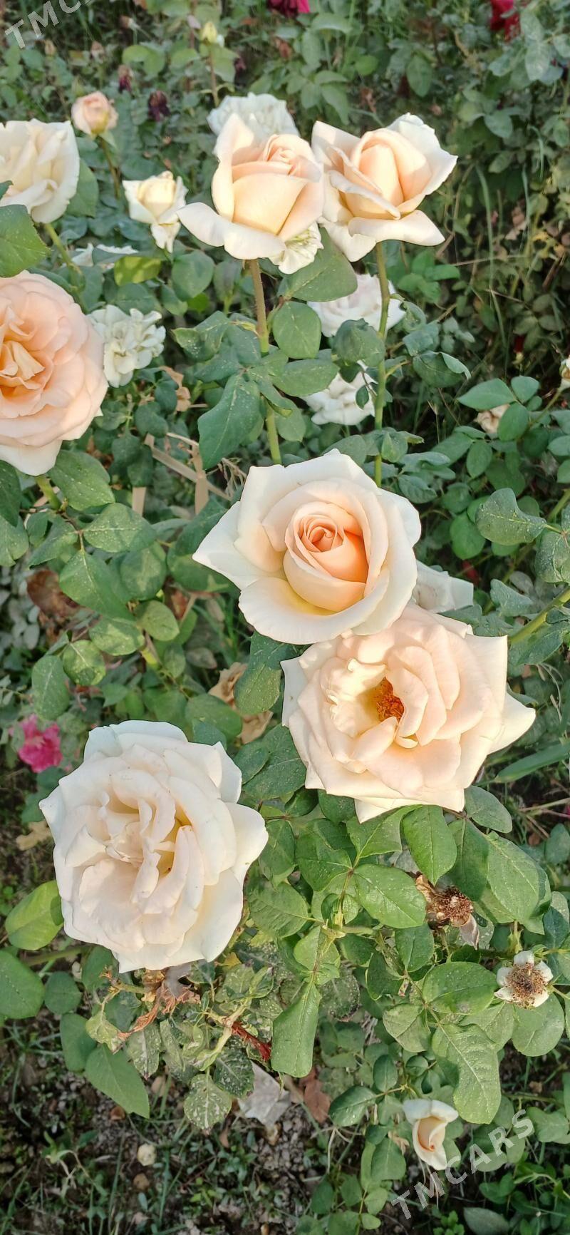 roza - Сакарчага - img 2