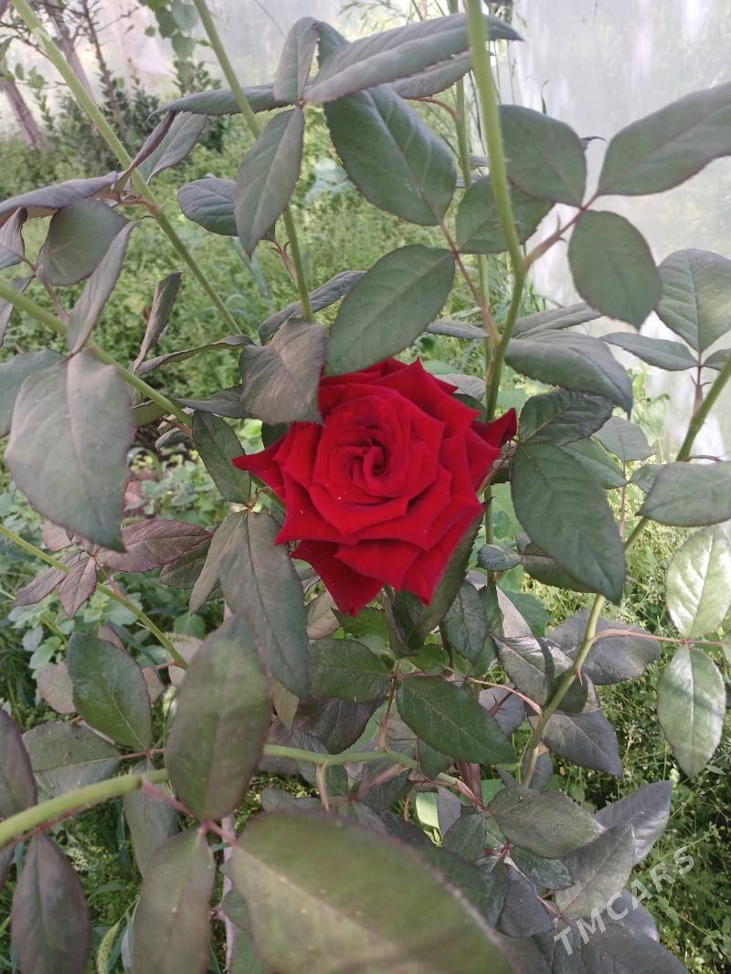 roza - Сакарчага - img 4