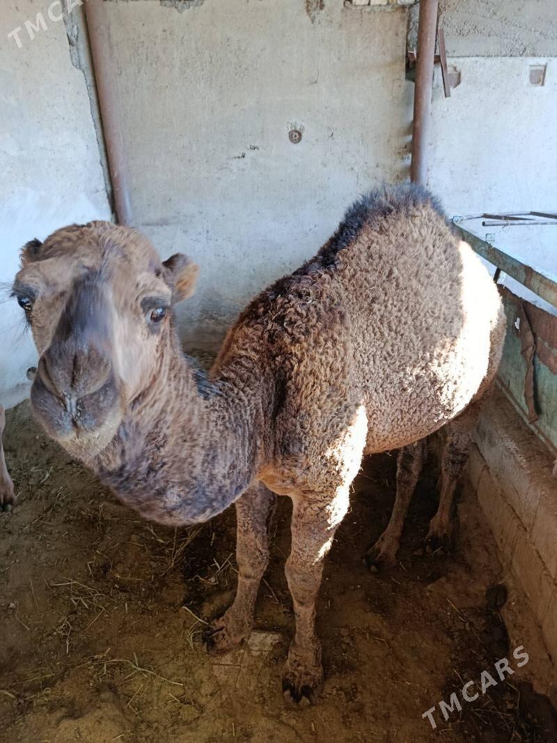 Bakylgy torum - Ашхабад - img 2