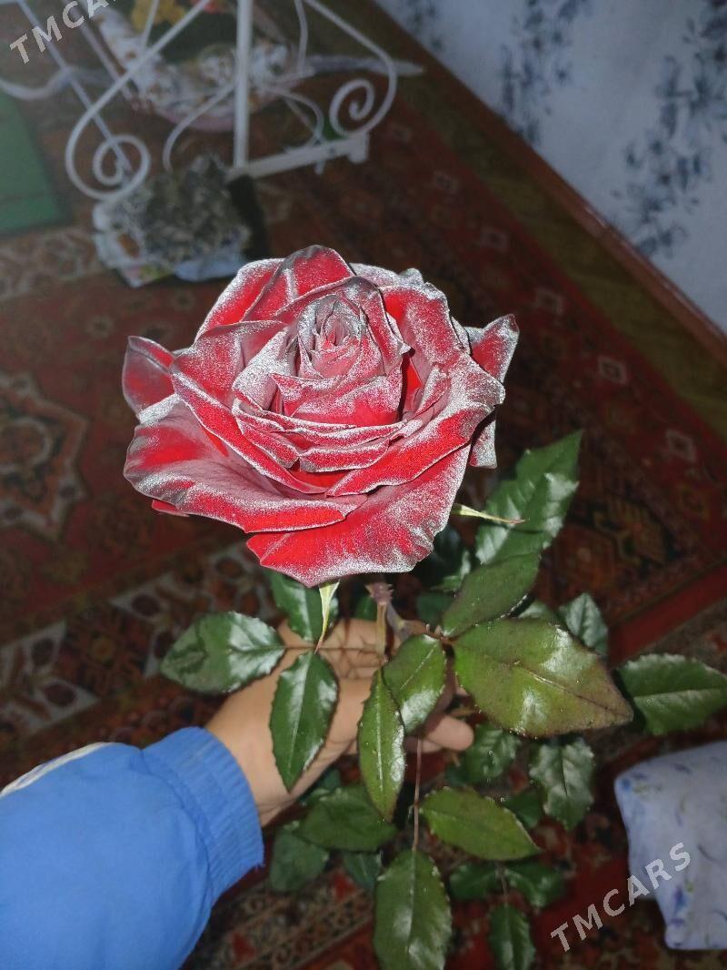 roza - Сакарчага - img 6