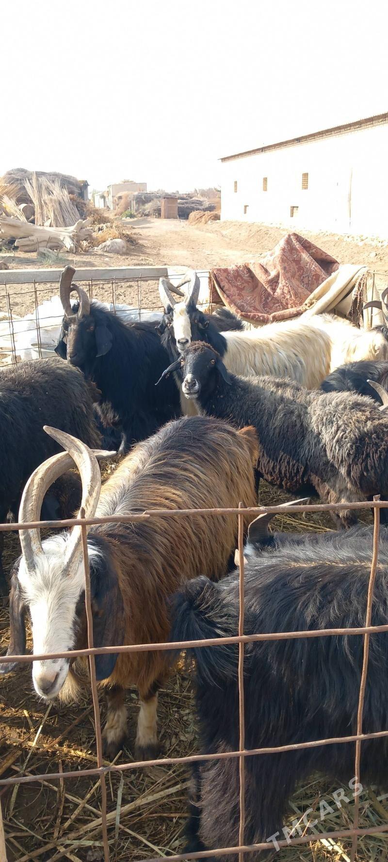 Goyun sekerler - Гарабекевюл - img 6