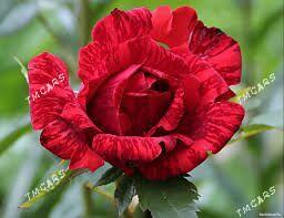 roza - Сакарчага - img 5