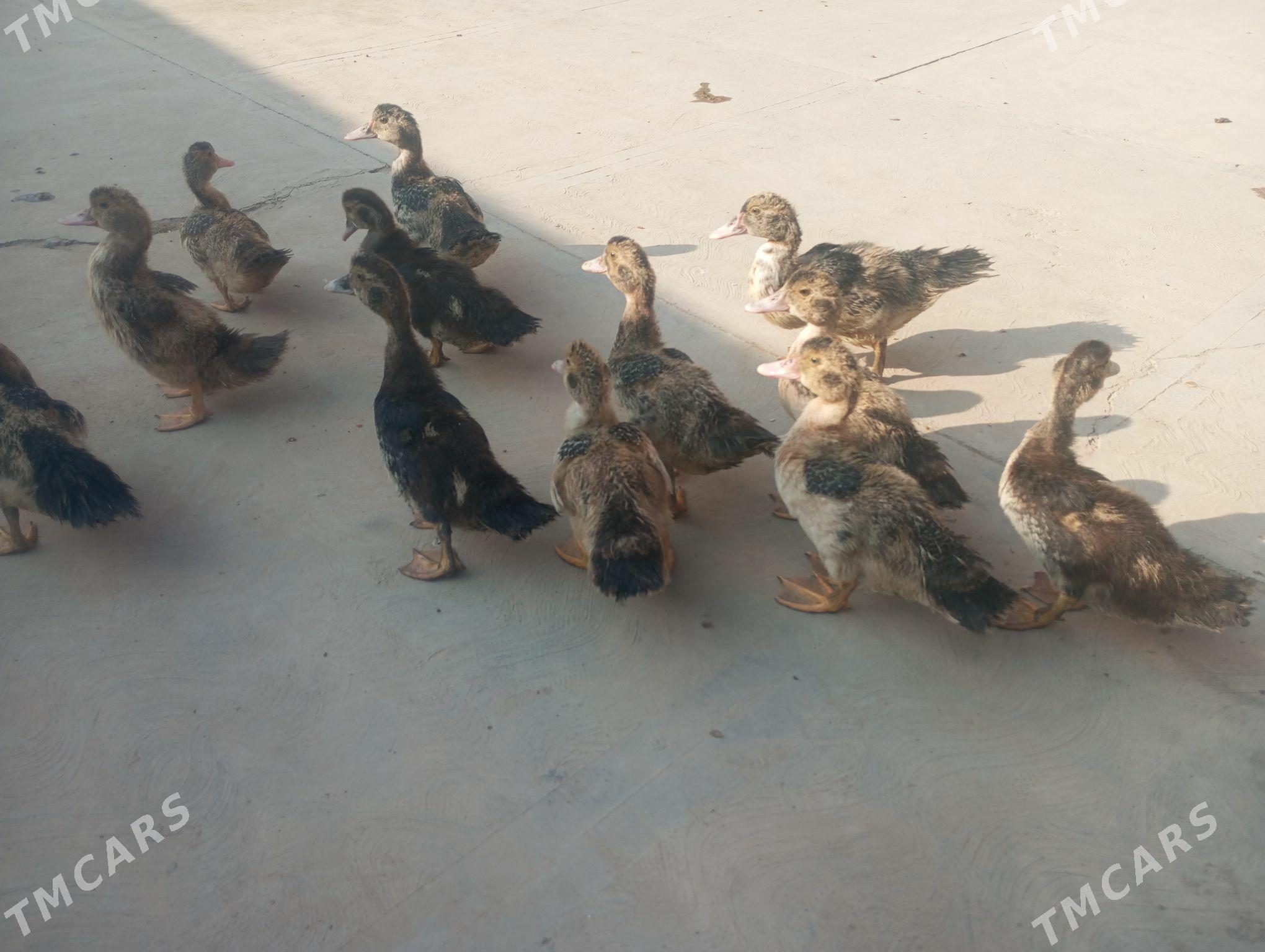 indowutka jujeleri - Сакарчага - img 4