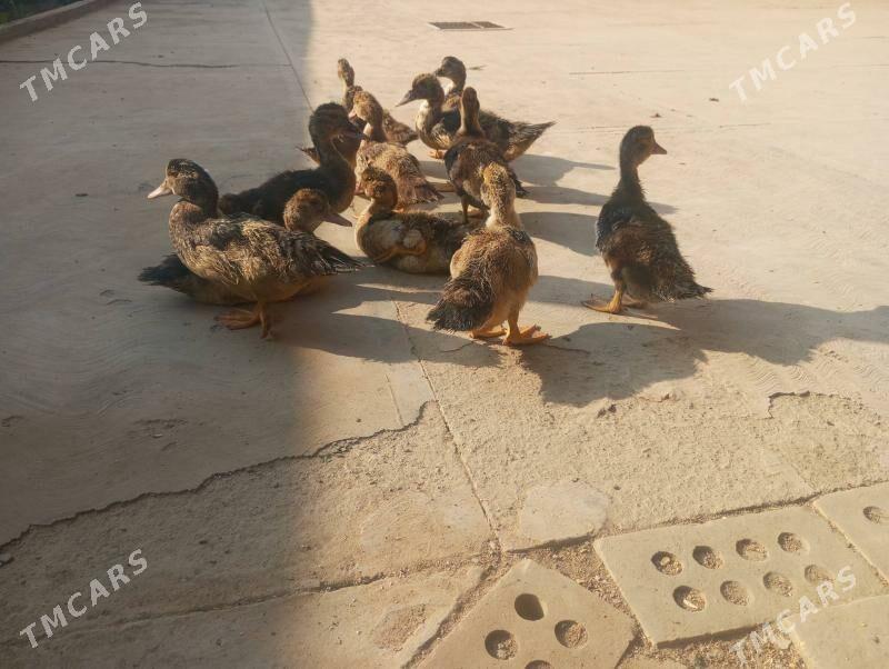 indowutka jujeleri - Сакарчага - img 2