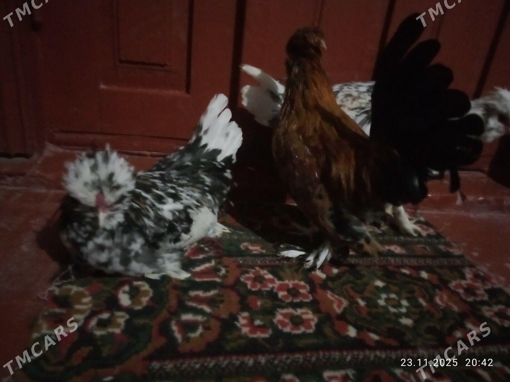 karlik yllaşyk bar - Туркменабат - img 3