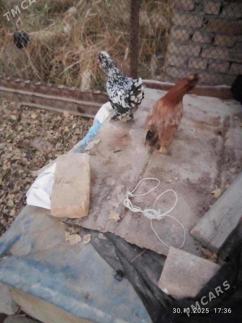 karlik yllaşyk bar - Туркменабат - img 2