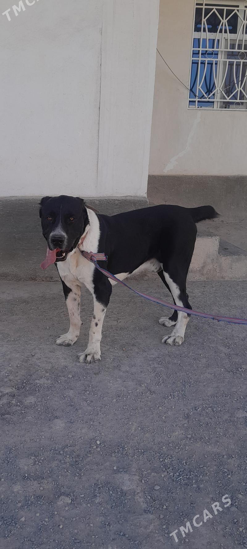 Alabay - Tejen - img 3