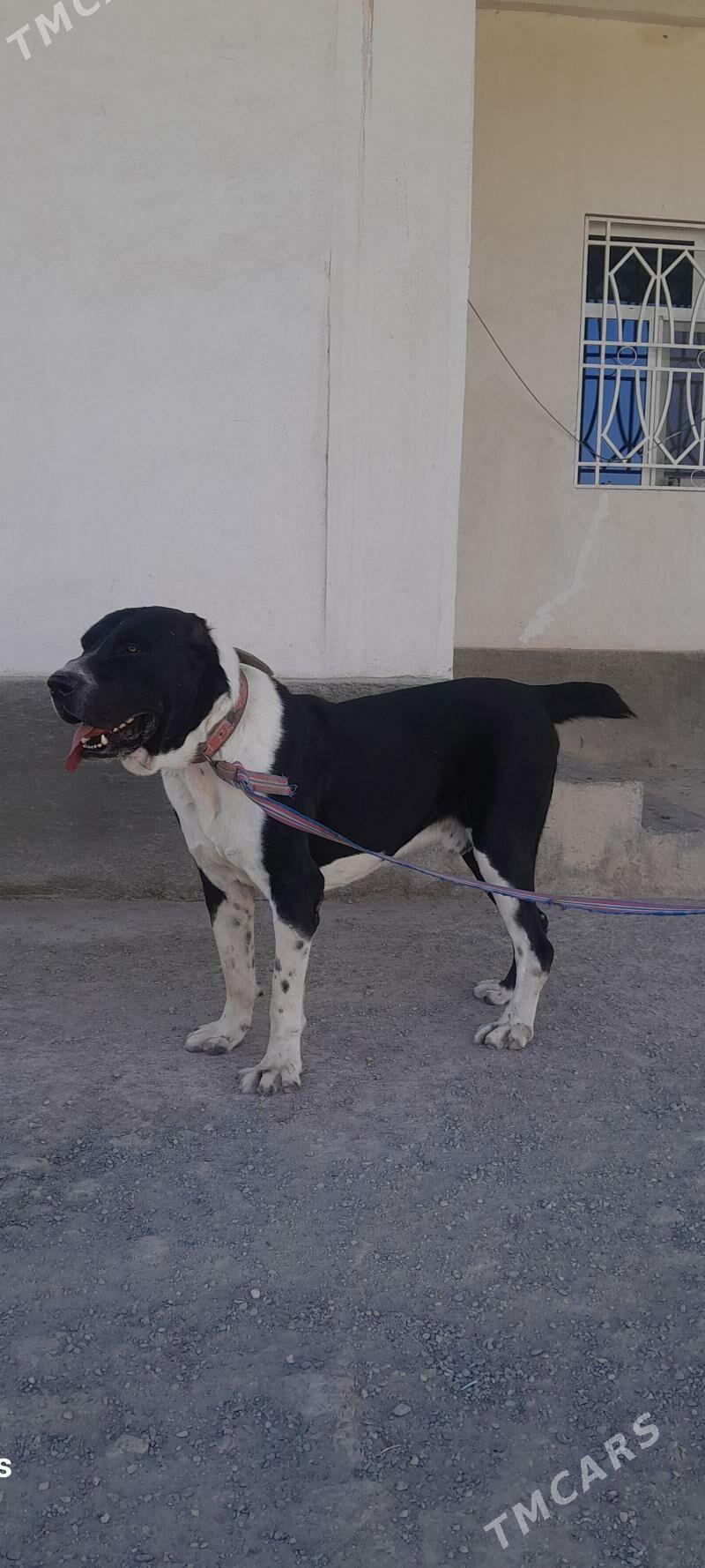 Alabay - Tejen - img 2