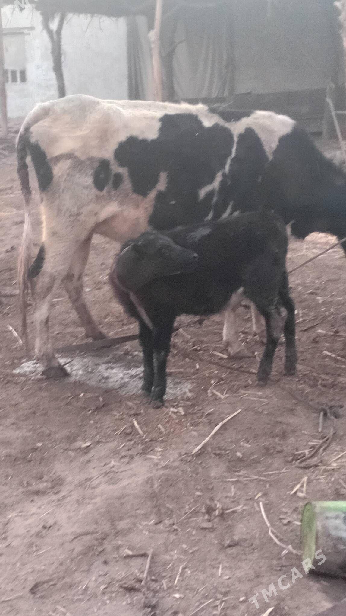 мол голщтейн согин - Шабатский этрап - img 3