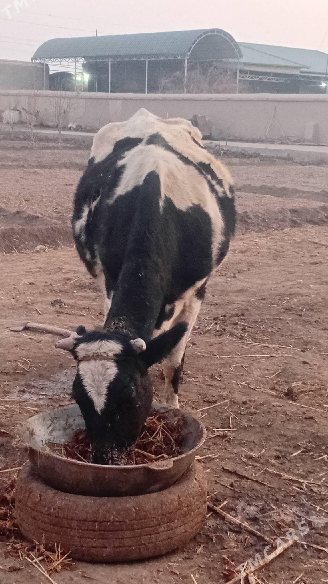 мол голщтейн согин - Шабатский этрап - img 2