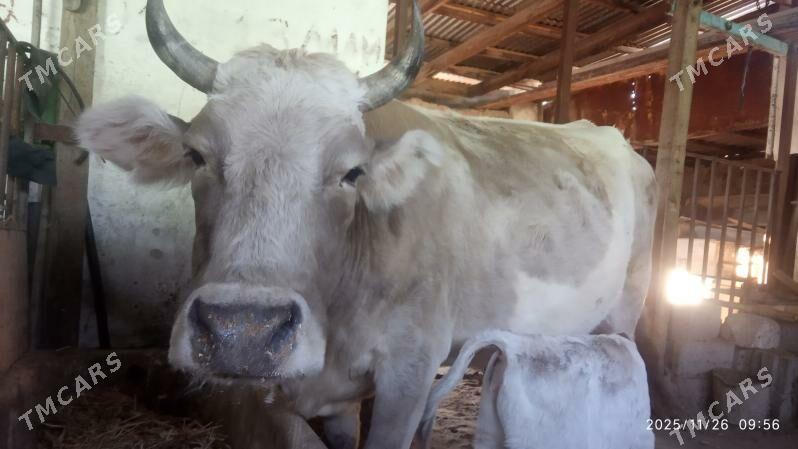 Goleli sygyr - Gyzylarbat - img 4