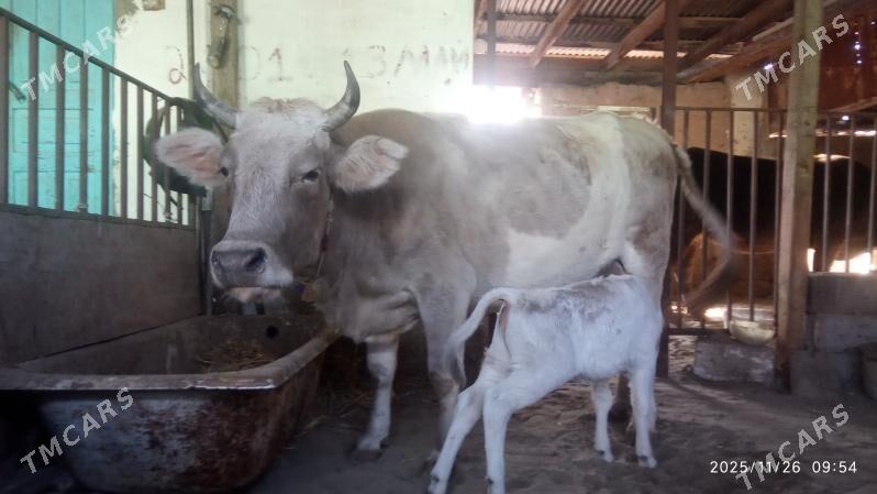 Goleli sygyr - Gyzylarbat - img 3