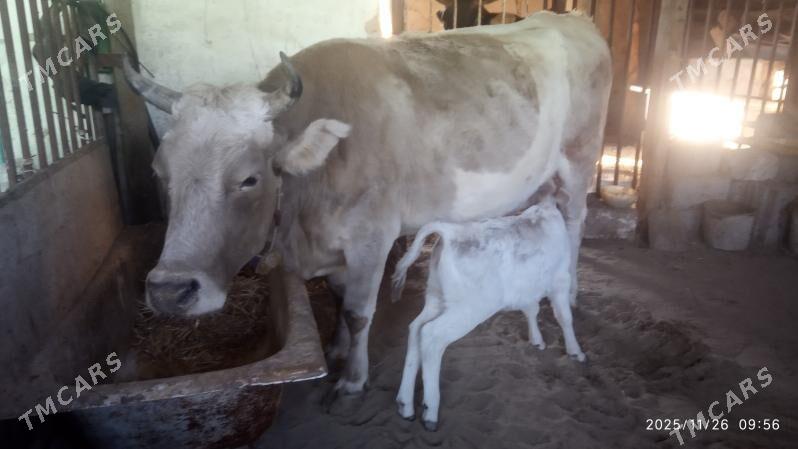 Goleli sygyr - Gyzylarbat - img 5