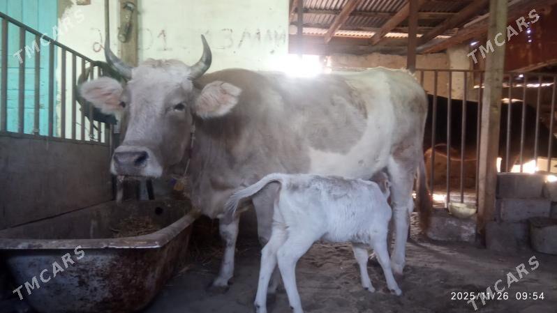 Goleli sygyr - Gyzylarbat - img 2