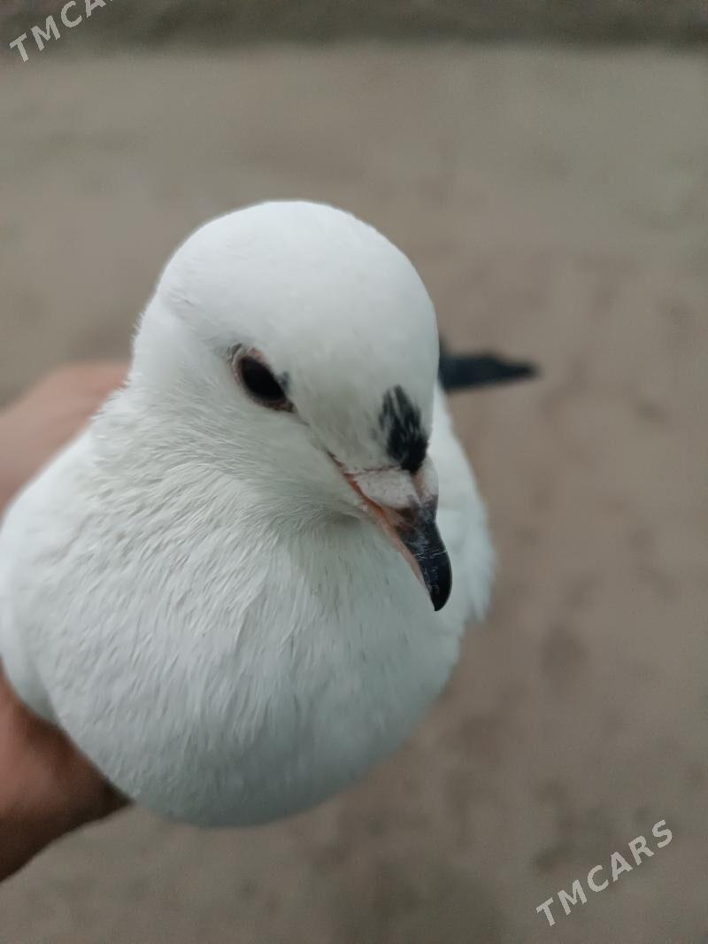 kepteri - Чарджоу - img 4