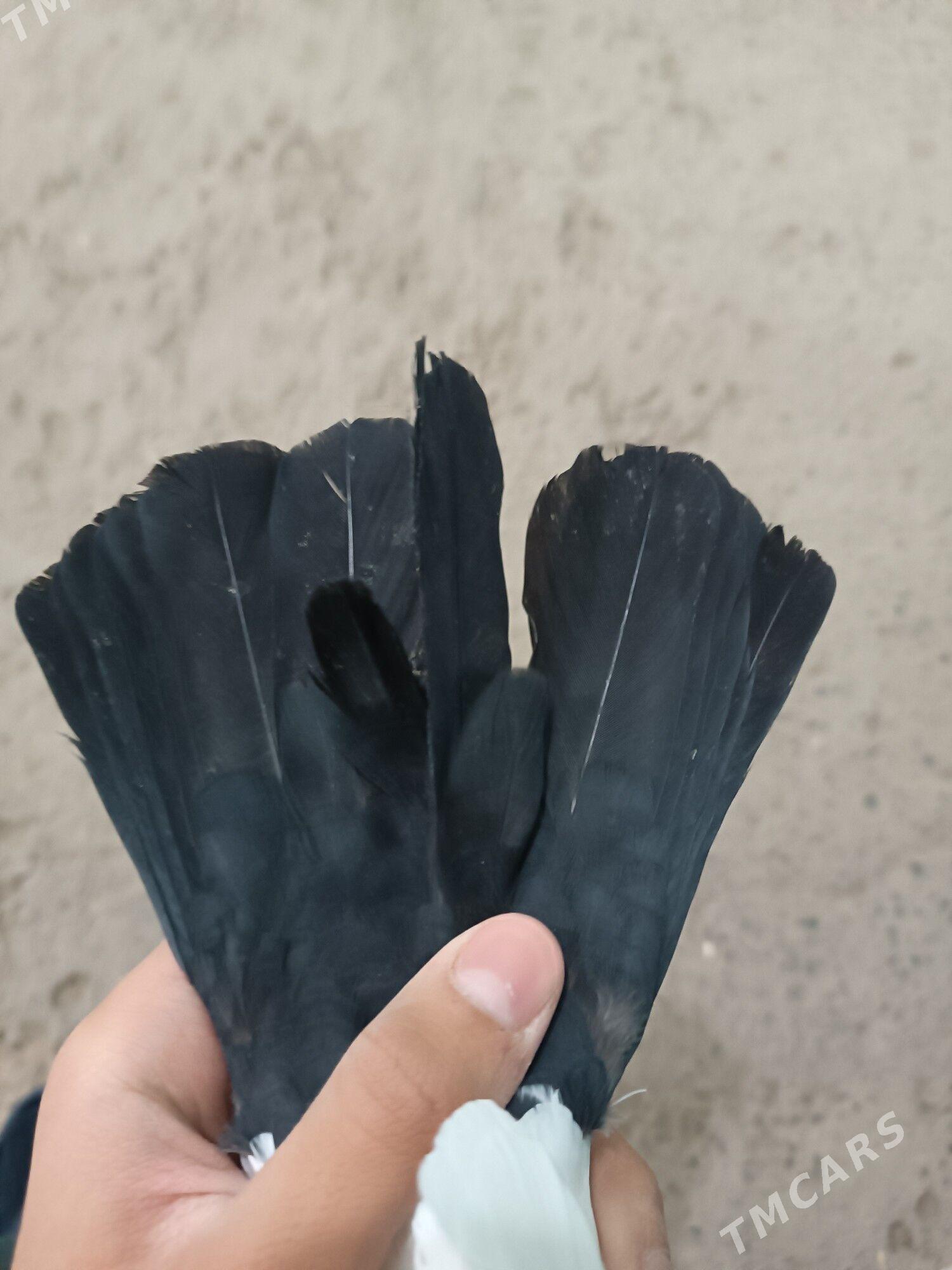 kepteri - Чарджоу - img 3