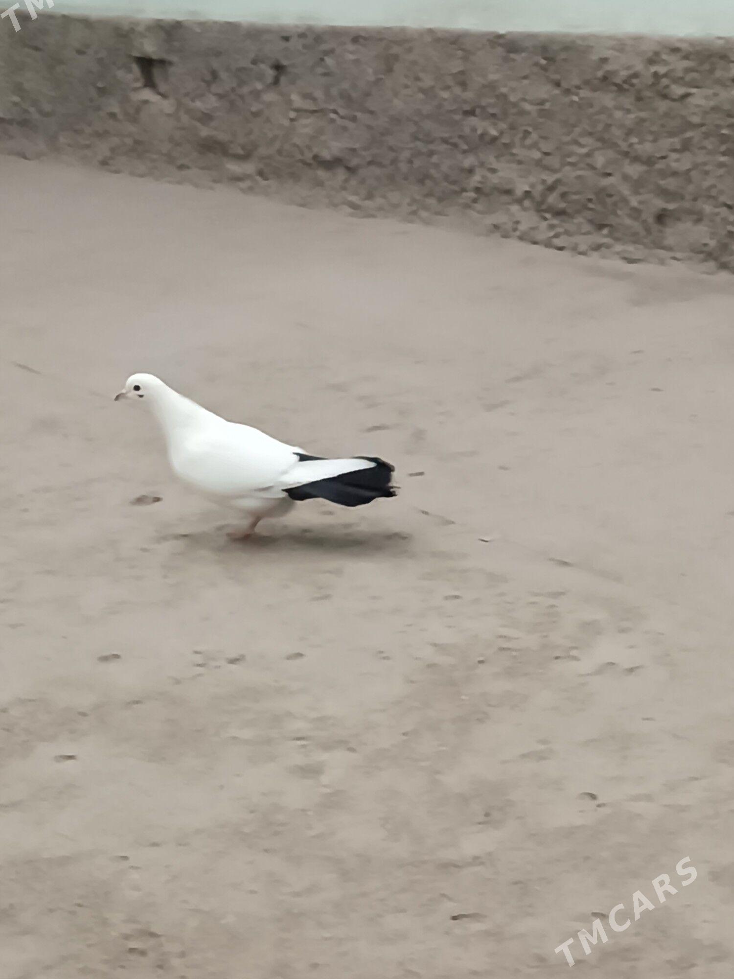 kepteri - Чарджоу - img 2