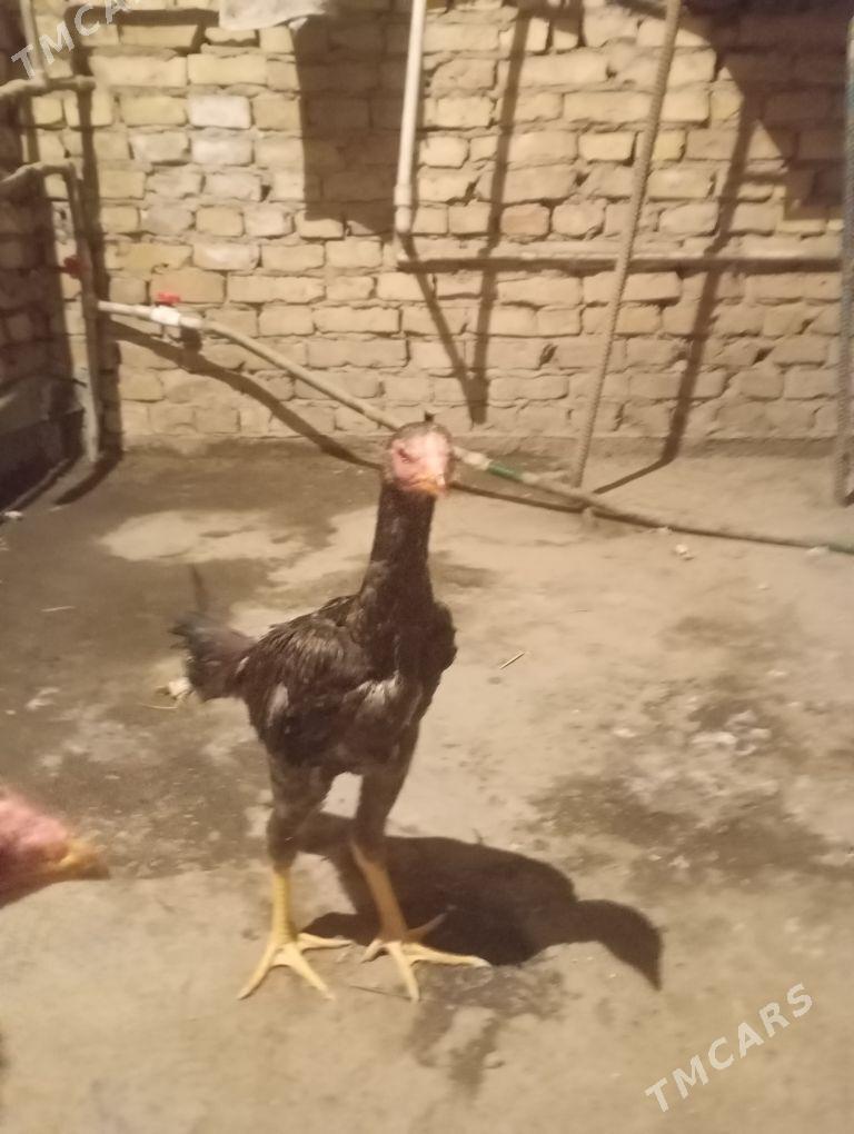 bayes - Чарджоу - img 6