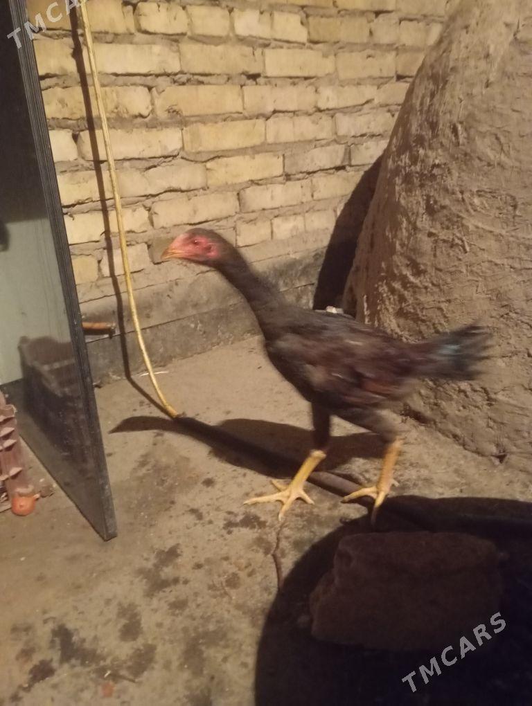 bayes - Чарджоу - img 5