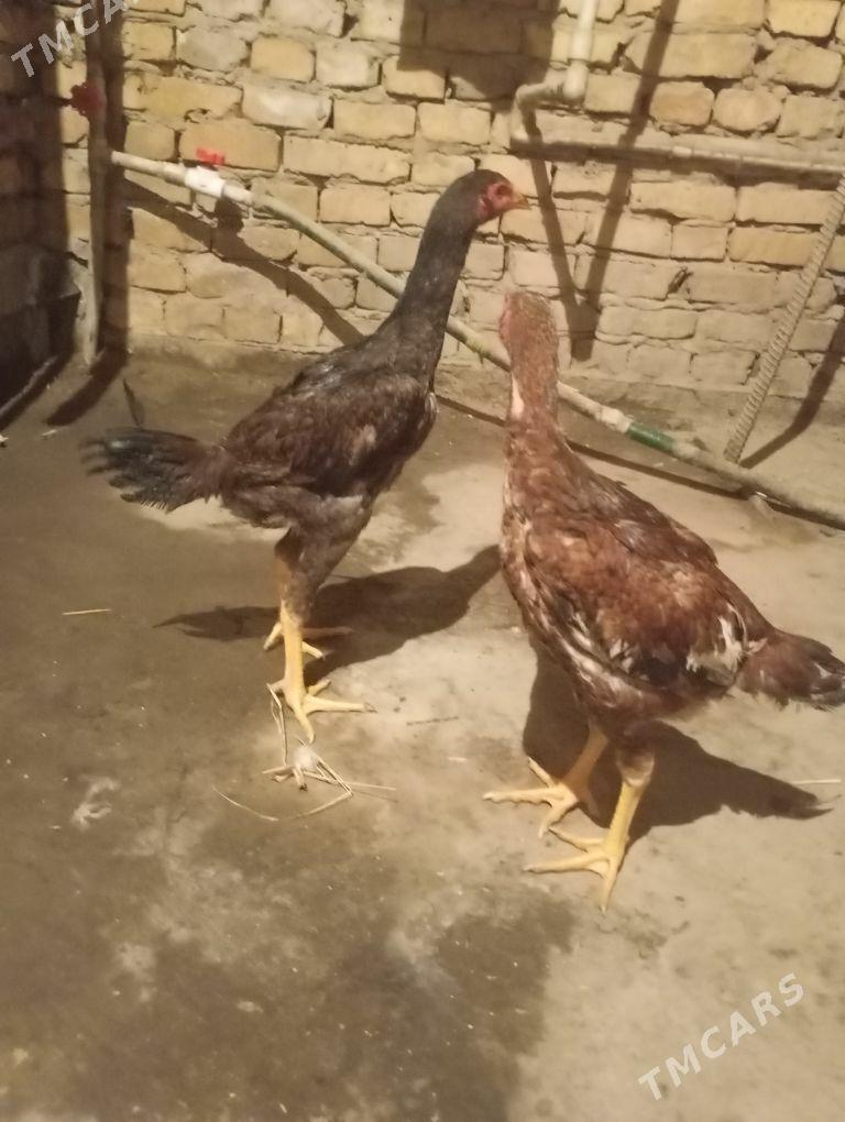 bayes - Чарджоу - img 7