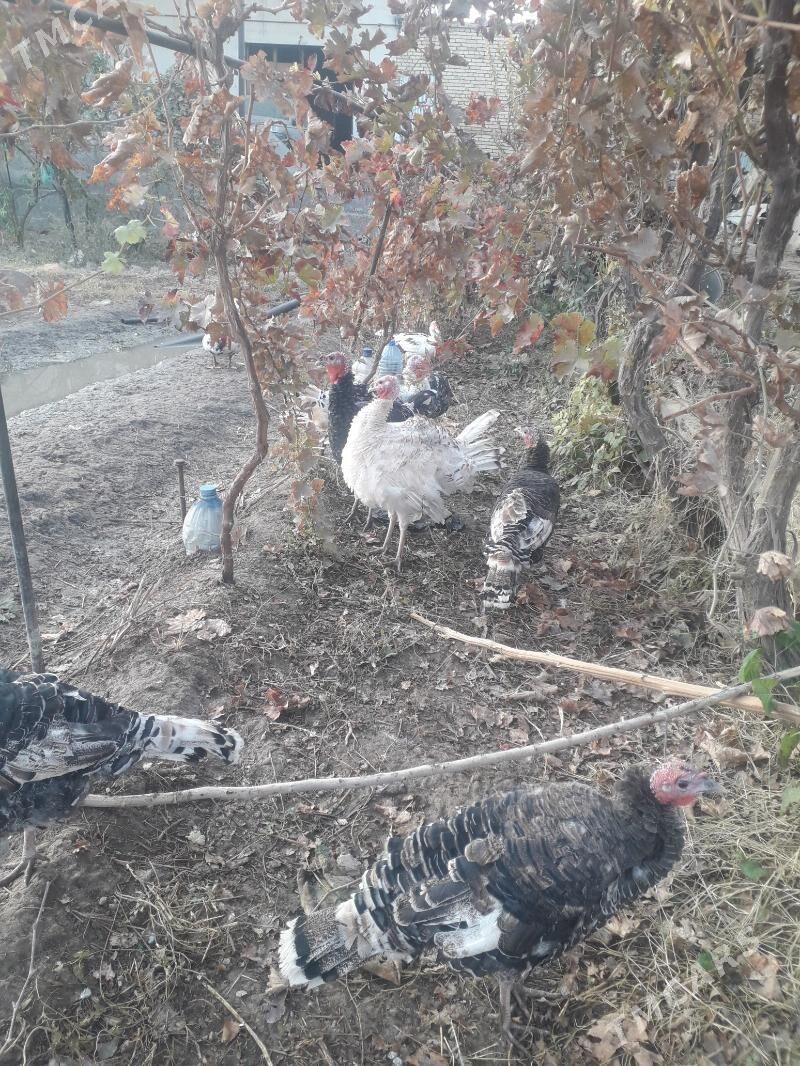 индук мускус - Türkmenabat - img 2