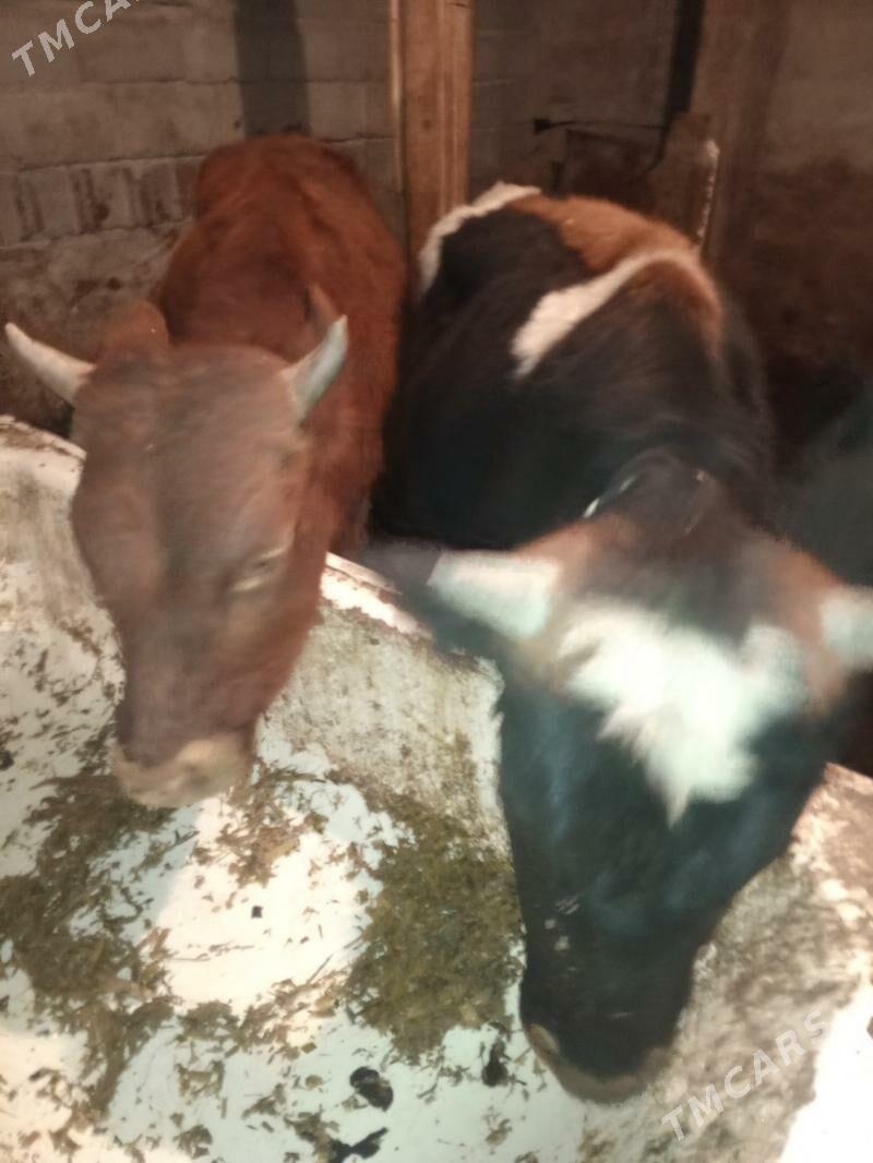 Okuz 2-sany - Aşgabat - img 4