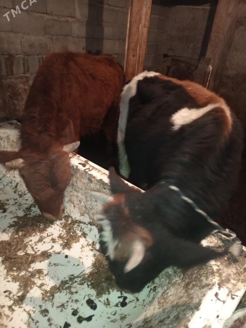 Okuz 2-sany - Aşgabat - img 3