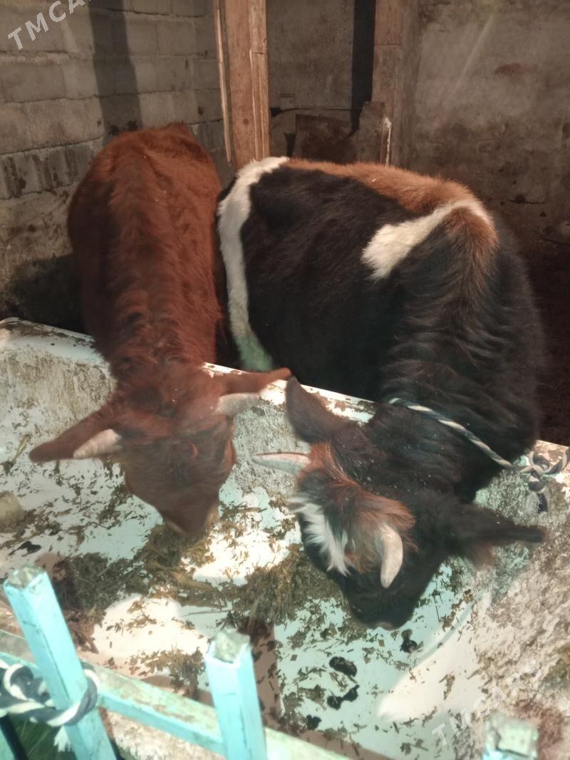 Okuz 2-sany - Aşgabat - img 7