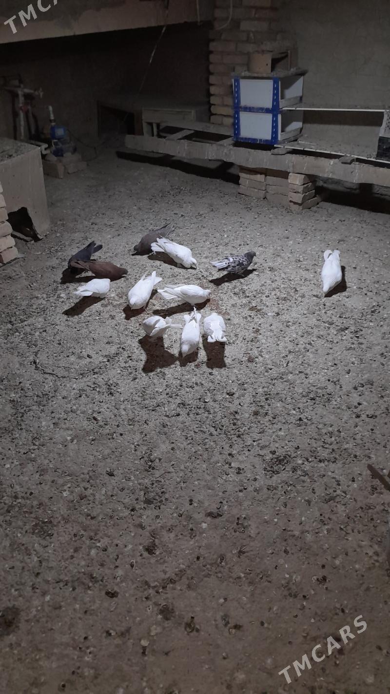 kepderi - Mary - img 4