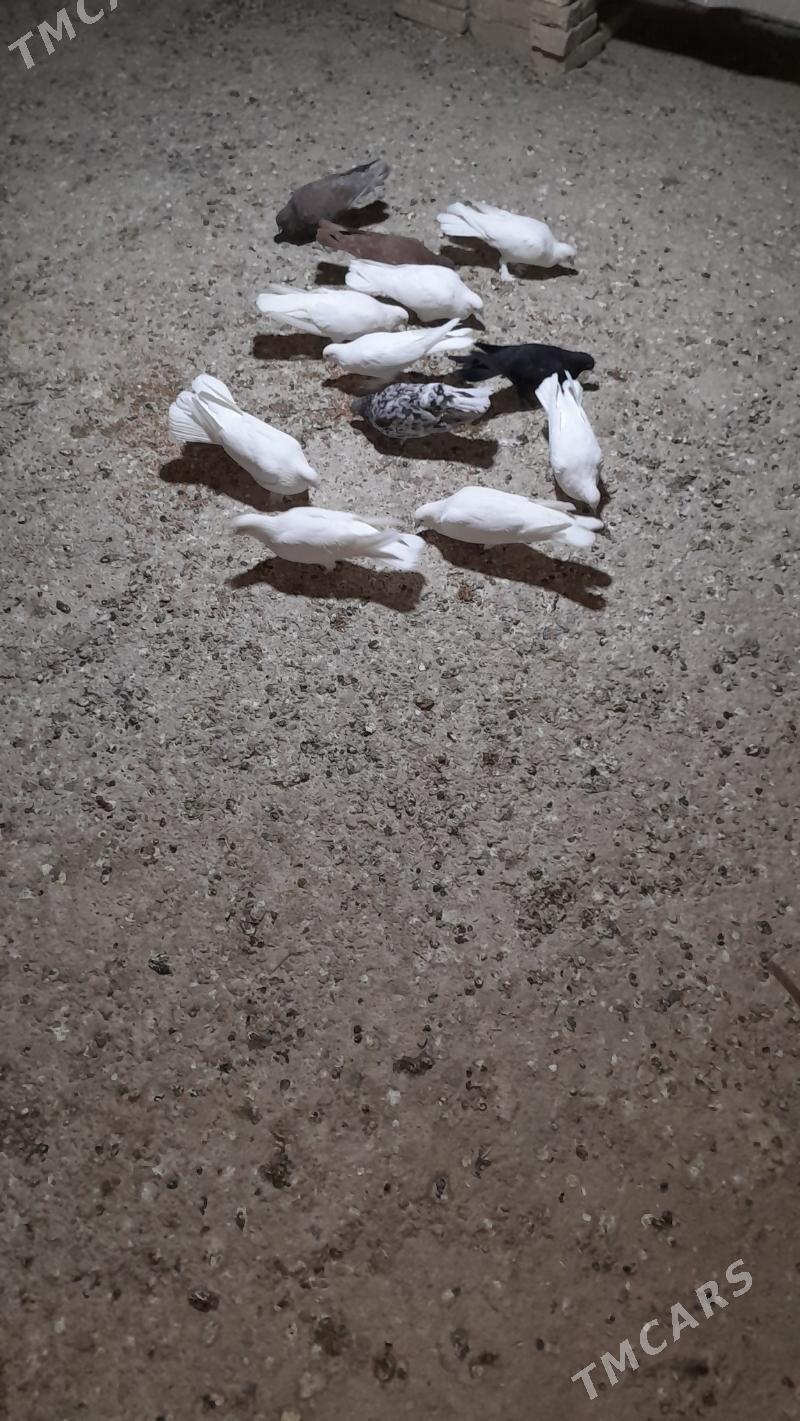 kepderi - Mary - img 3