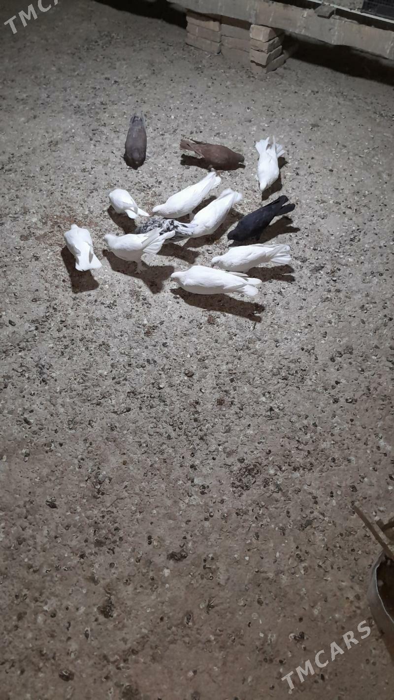 kepderi - Mary - img 2