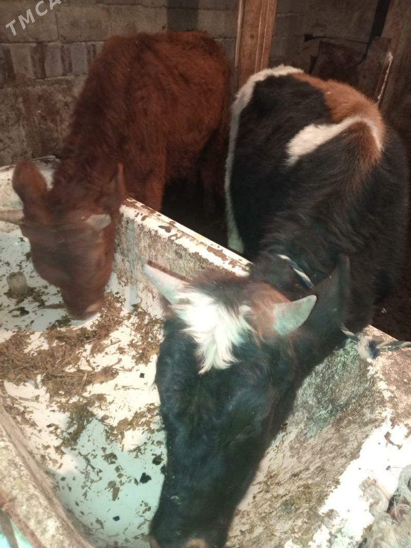 Okuz 2-sany - Aşgabat - img 2