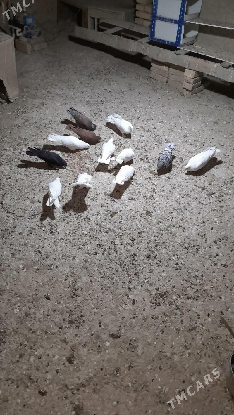 kepderi - Mary - img 5