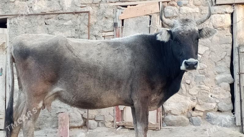 sygyrsygyr - Гызыларбат - img 1