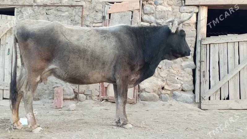 sygyrsygyr - Гызыларбат - img 4