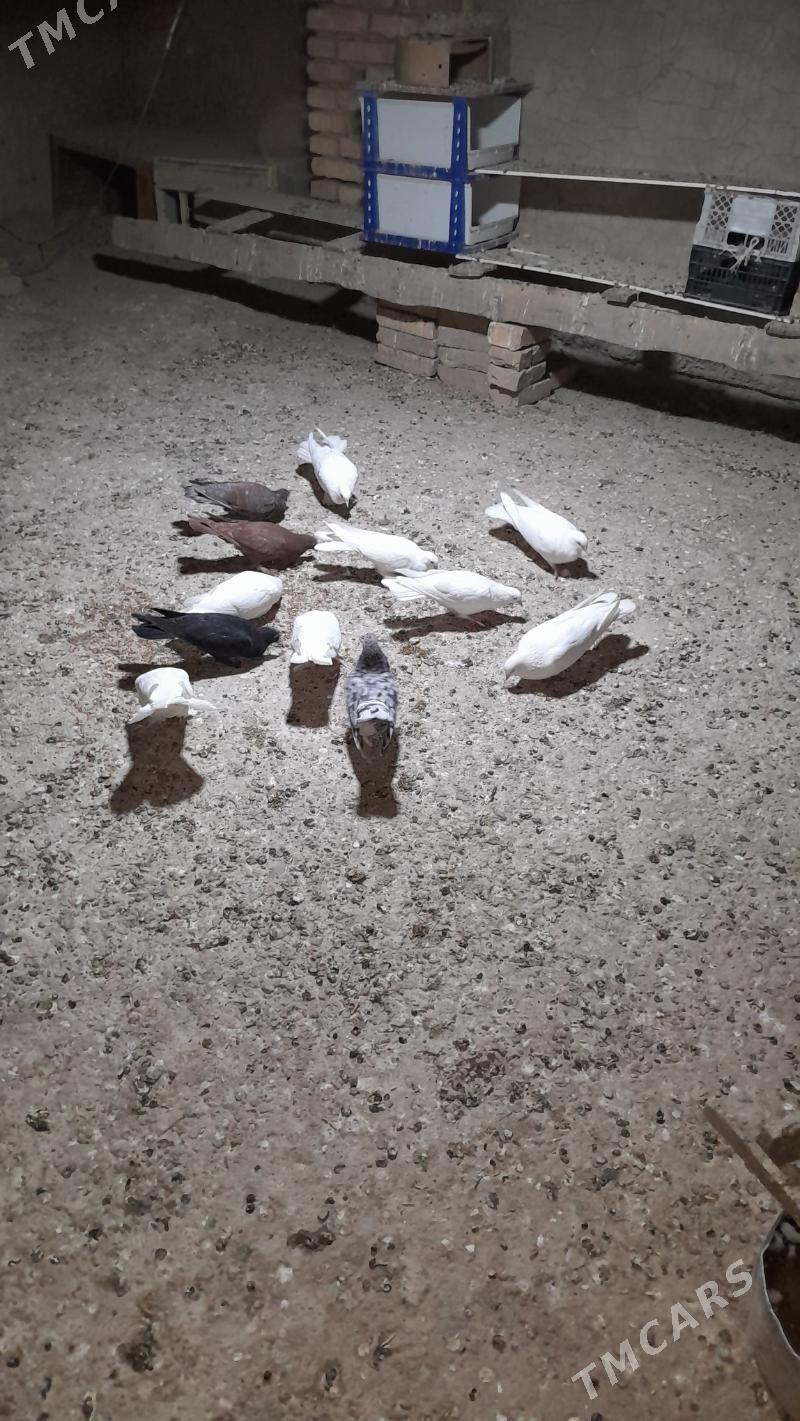 kepderi - Mary - img 6