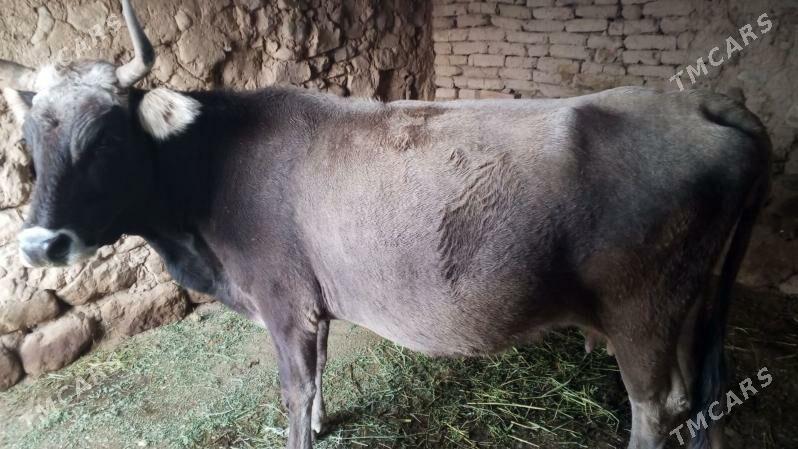 sygyrsygyr - Гызыларбат - img 2