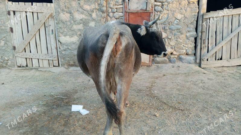 sygyrsygyr - Гызыларбат - img 3