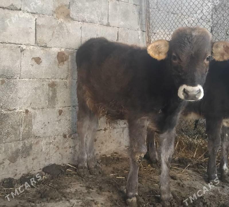 Gole okuz - Gurtly - img 2