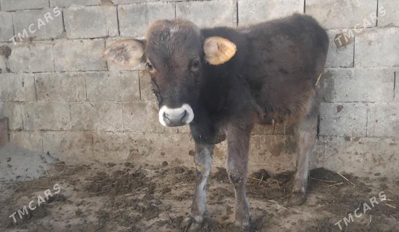 Gole okuz - Gurtly - img 3