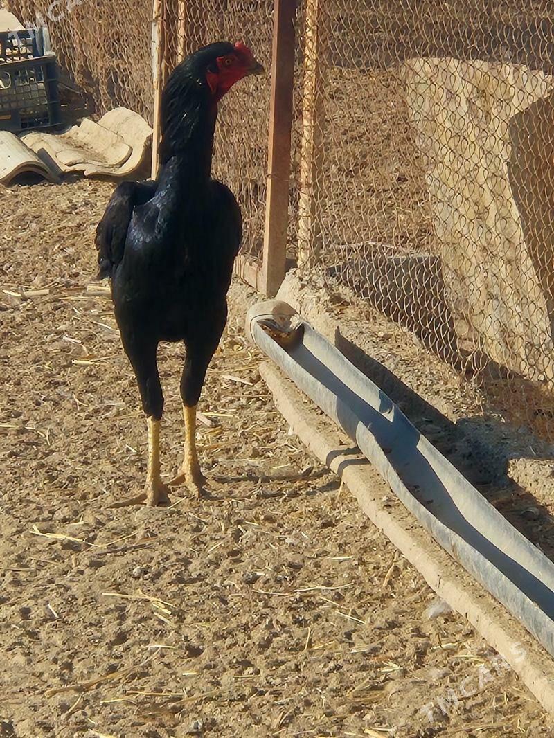 байес хораз - Кака - img 2