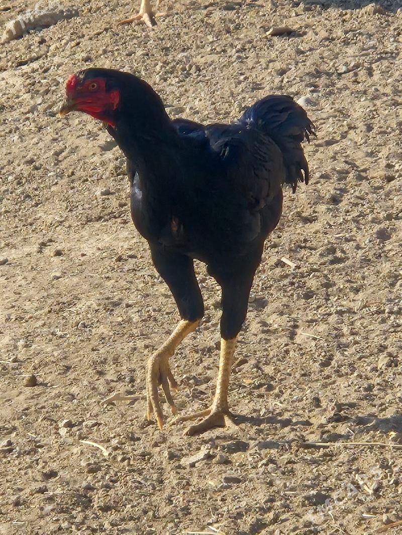 байес хораз - Кака - img 3