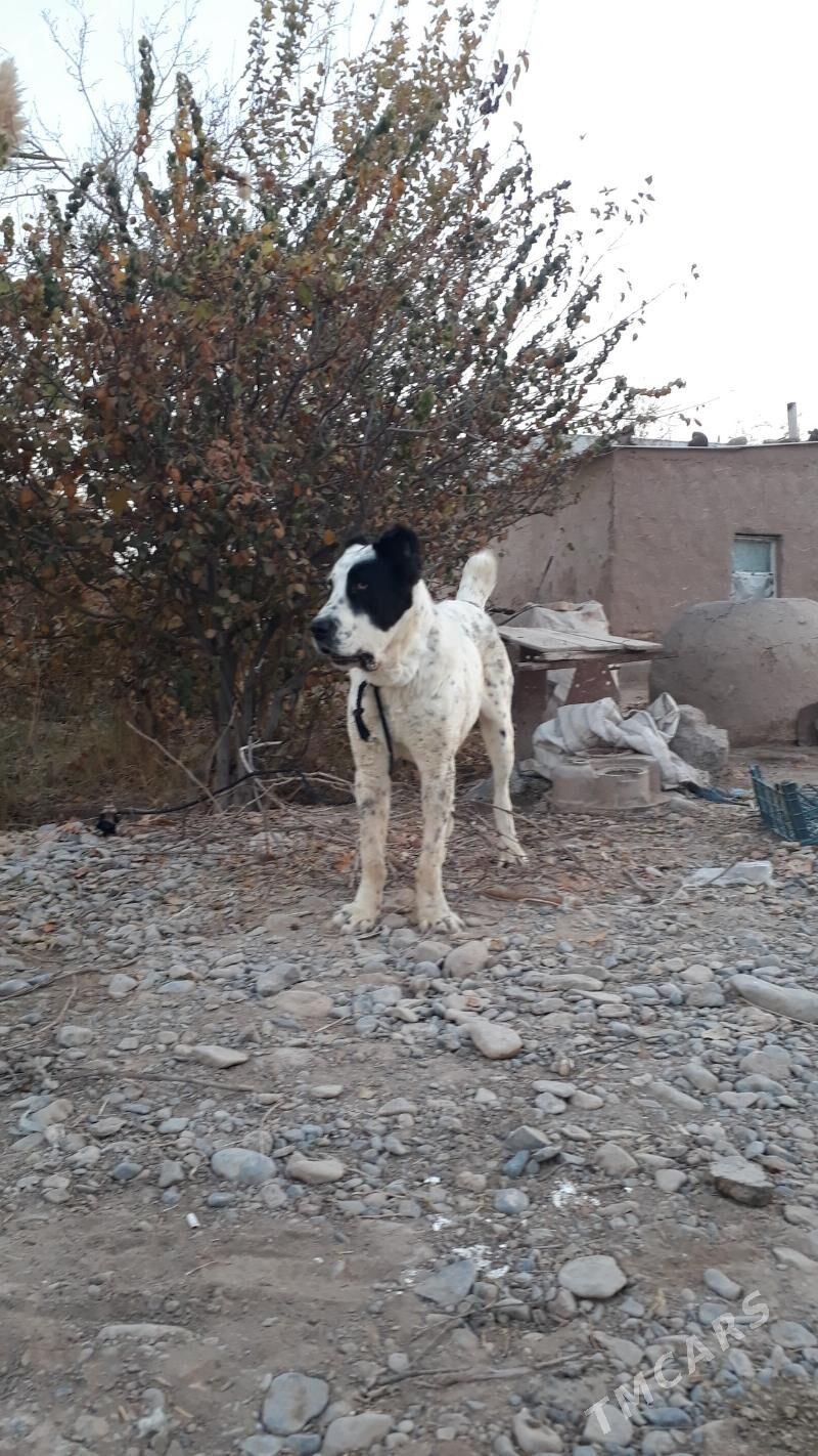 Baluw - Теджен - img 3