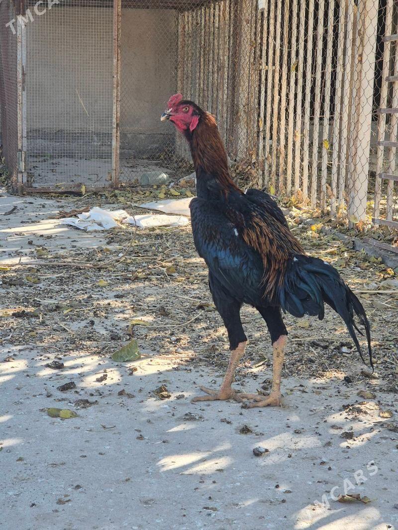 байес хораз - Кака - img 6