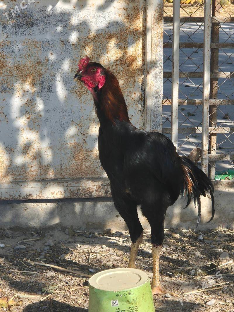 байес хораз - Кака - img 5