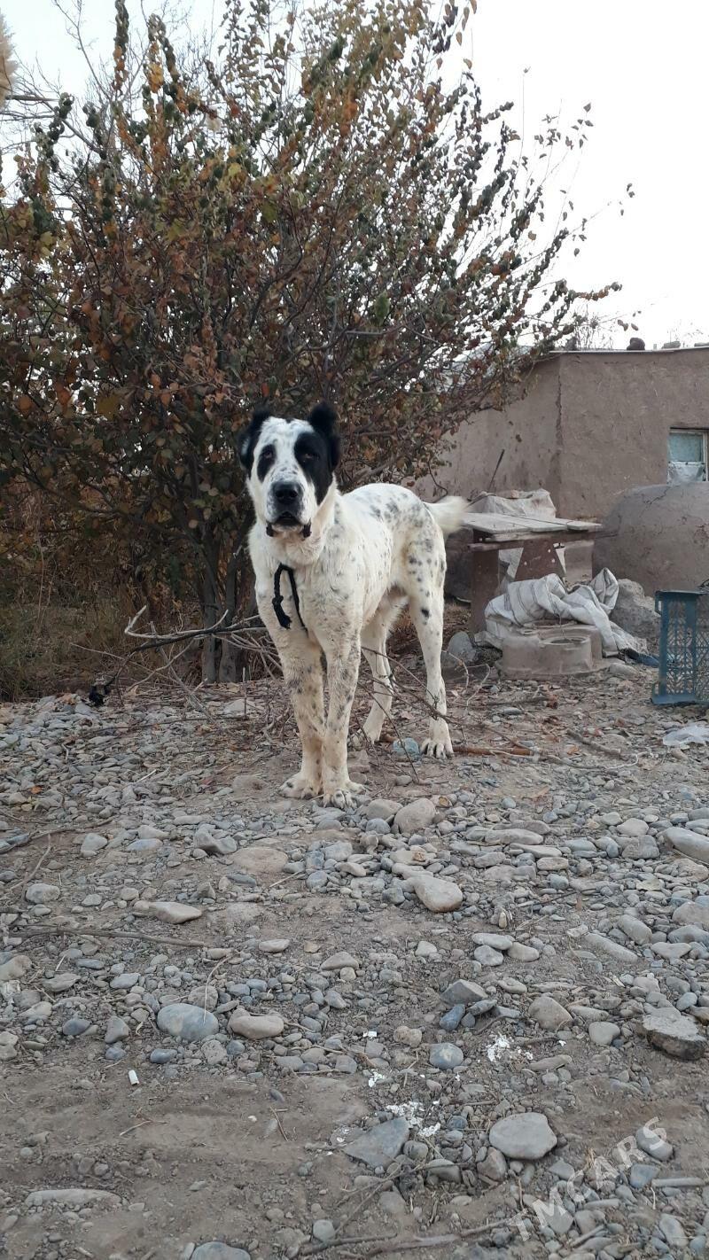 Baluw - Теджен - img 2