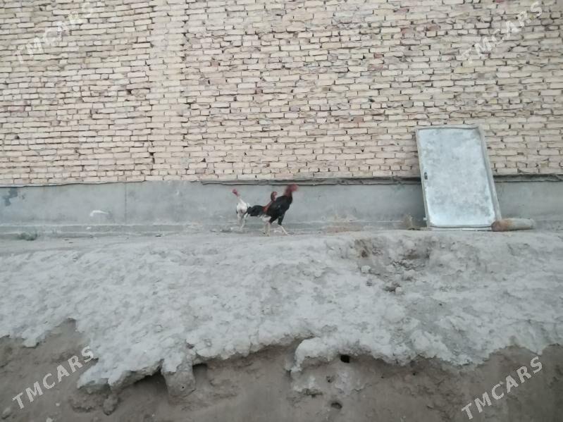 baýes horaz towuklar - Farap - img 3