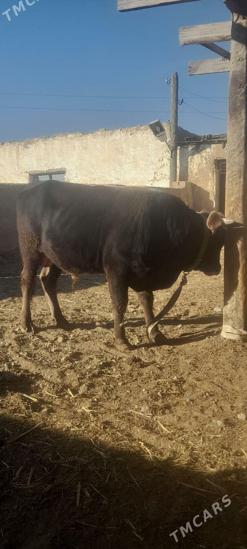 okuz - Gyzylarbat - img 3