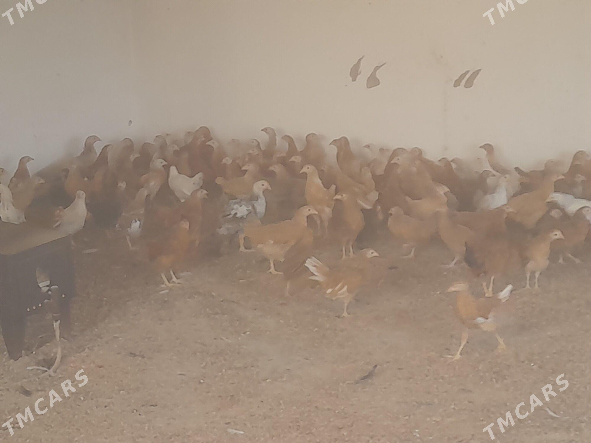 juje - Bäherden - img 2